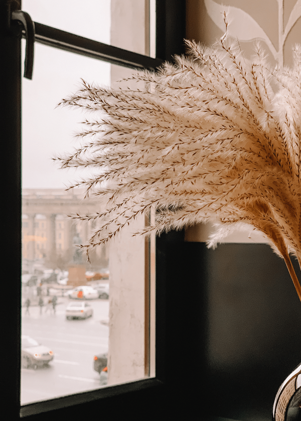 Tall dried pampas grass
